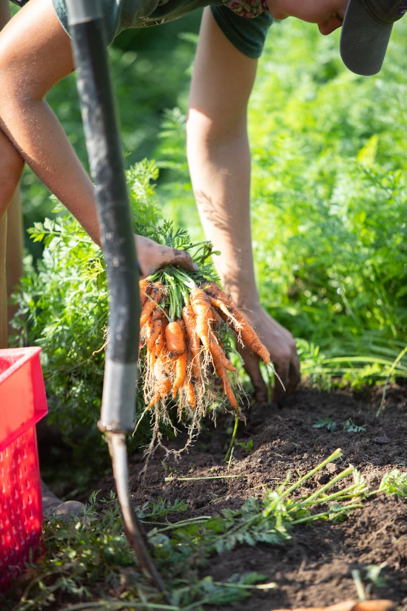 Farmer harvesting fresh carrots from the field